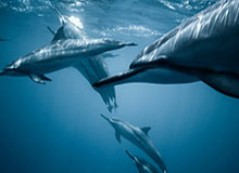 开云体育-中国社区足球超级联赛江西赛区签约落地 探索文旅体融合新路径